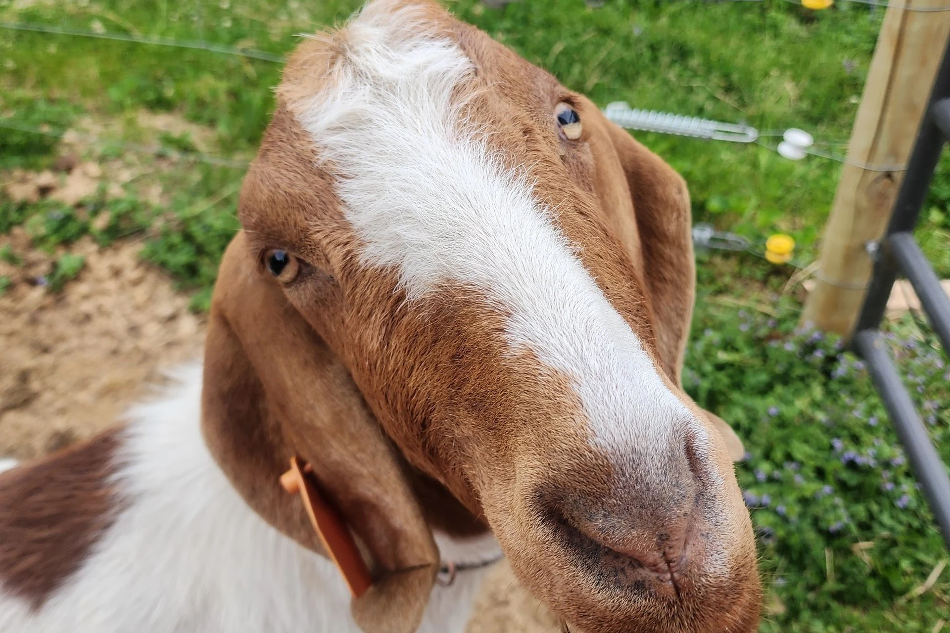 Goat