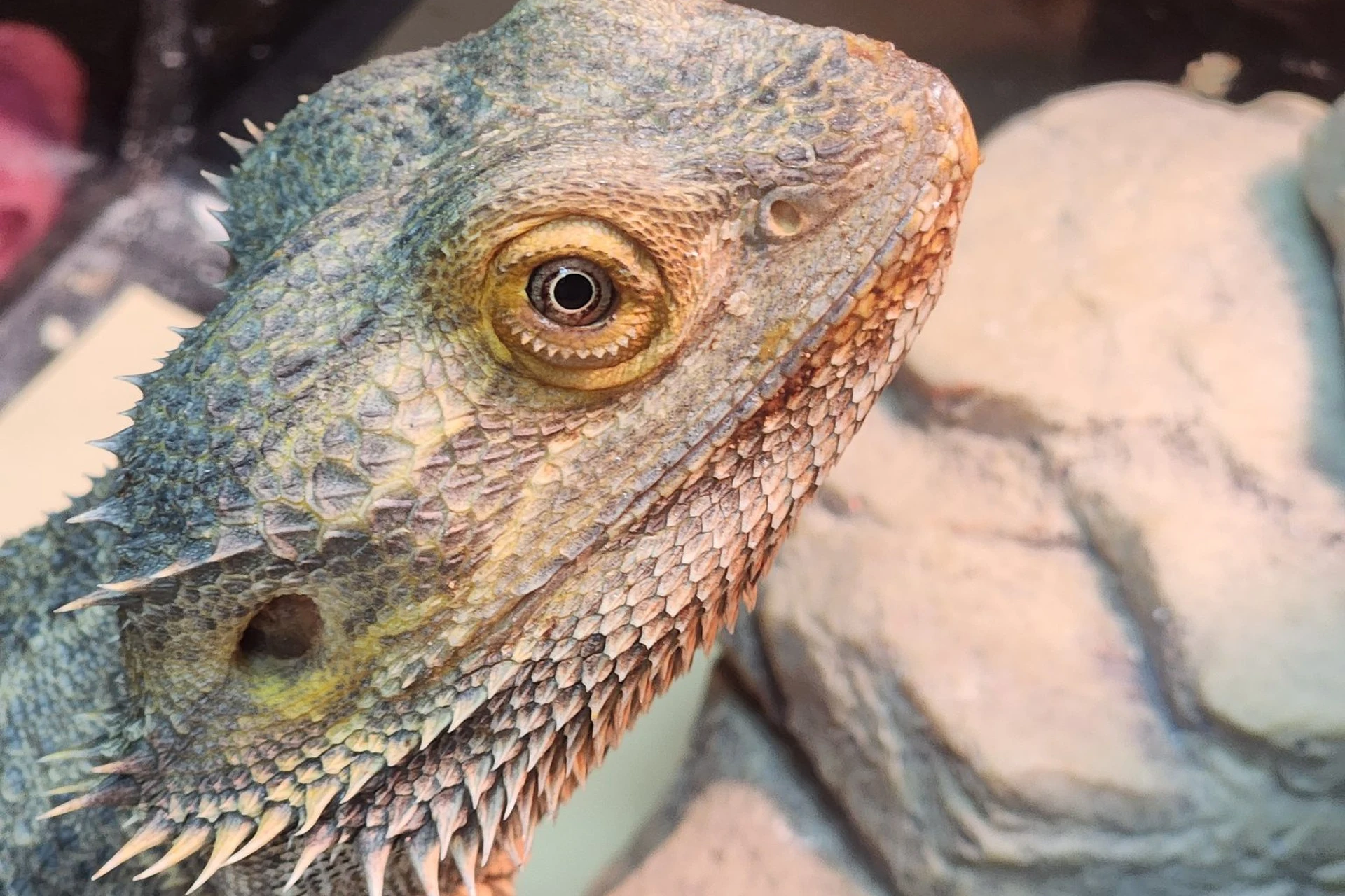 Bearded dragon