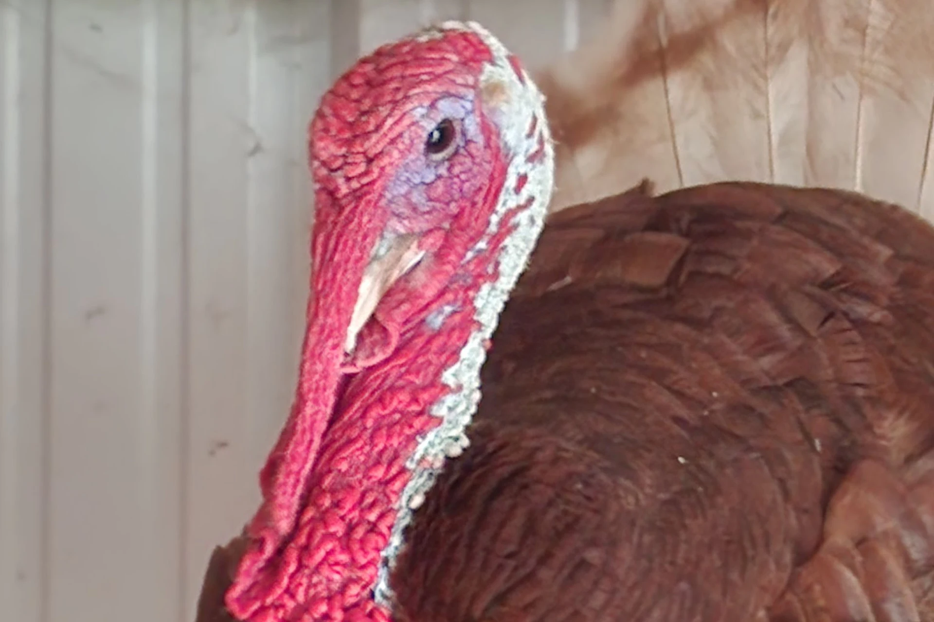 Turkey